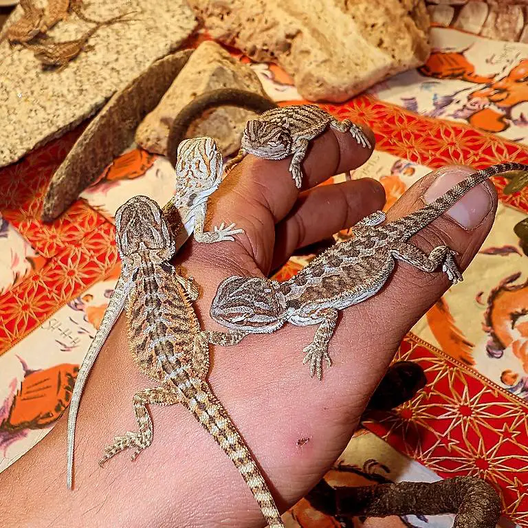 Bartagame Jungtiere Pogona Vitticeps