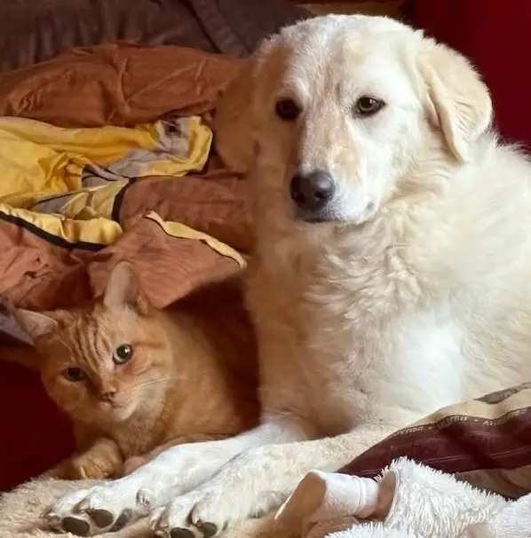 Unterstützung in kleiner, familiärer Hunde- & Katzenpension