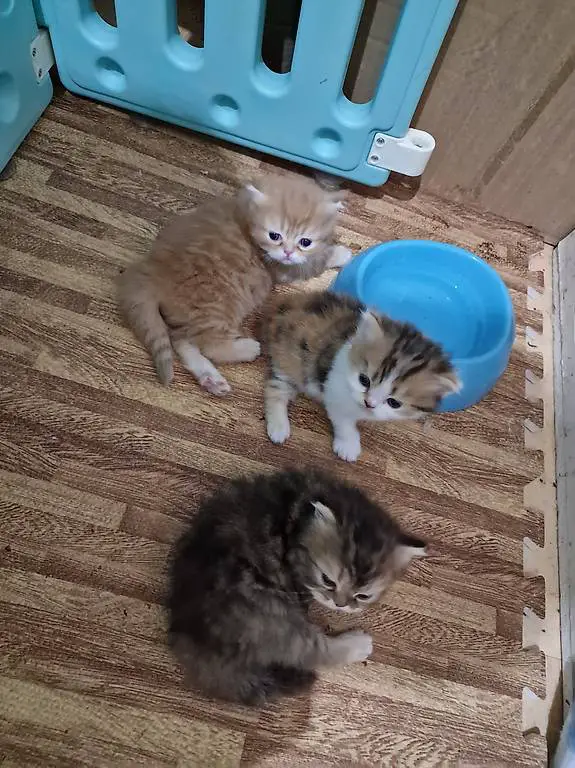 süsse Perser Kitten