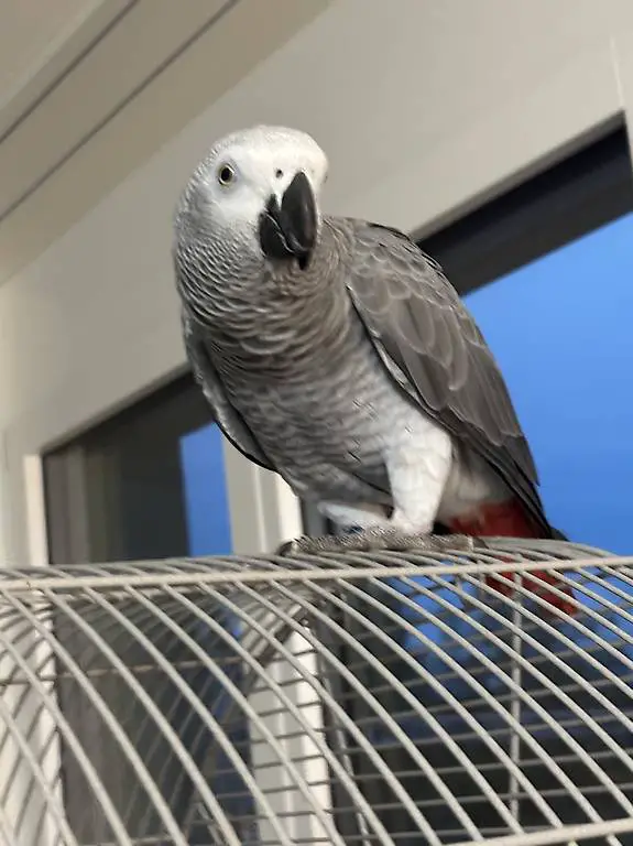Wir verkaufen unsere liebe und spielvolle Graupapagei