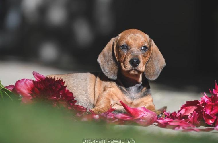 Rote Kurzhaardackel (Standardgrösse) auf der Suche nach dem 5-Sterne-Plus-Zuhause