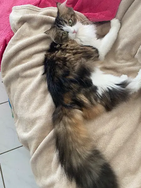 Verkaufe halbe Perser Katze