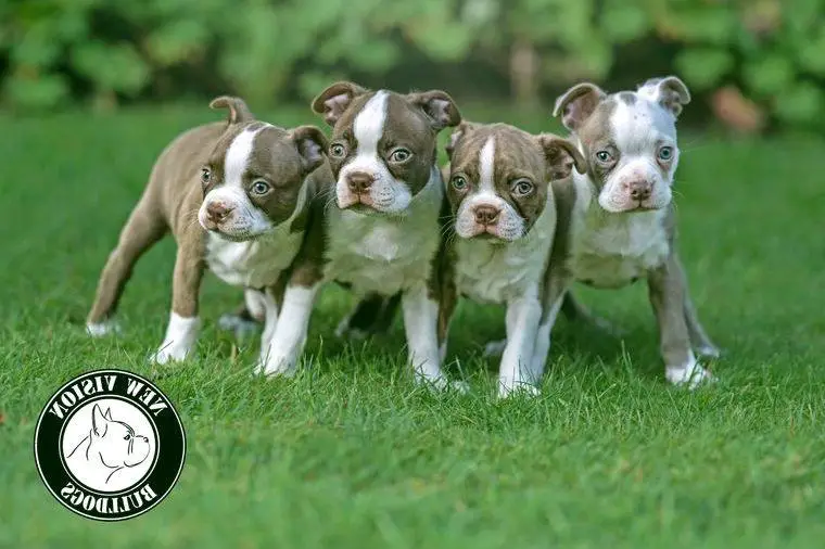 Boston Terrier Welpen in Farbe mit Stammbaum
