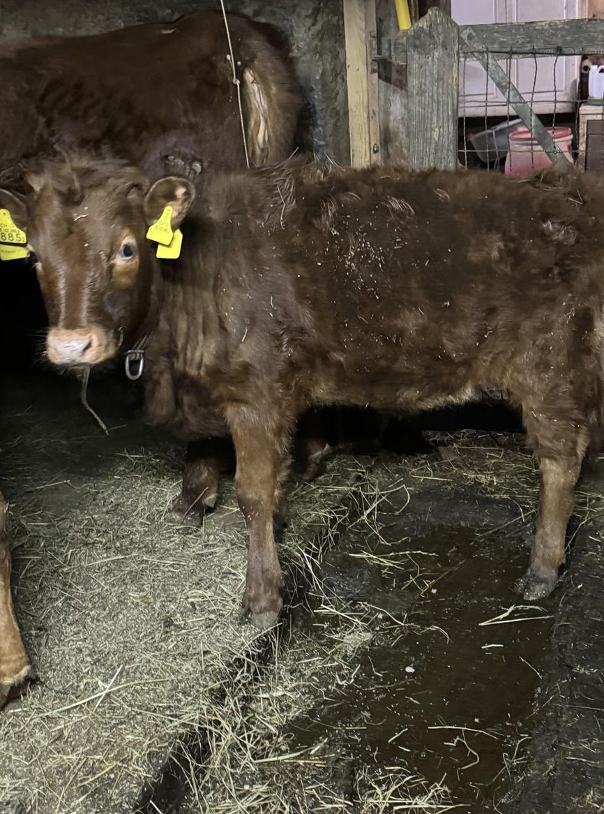 Dexter Kuhkalb mit Horn zu verkaufen