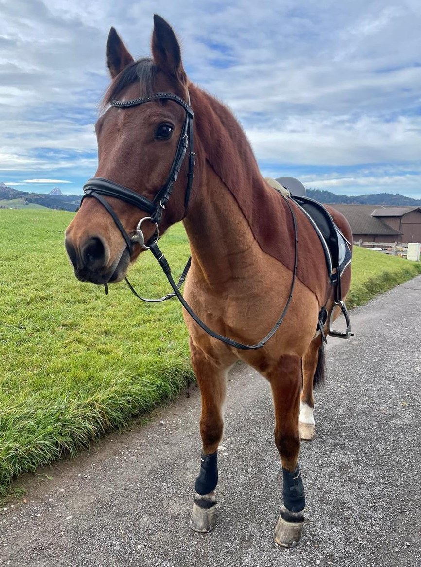 Biete Reitbeteiligung für Freiberger in Tuggen SZ
