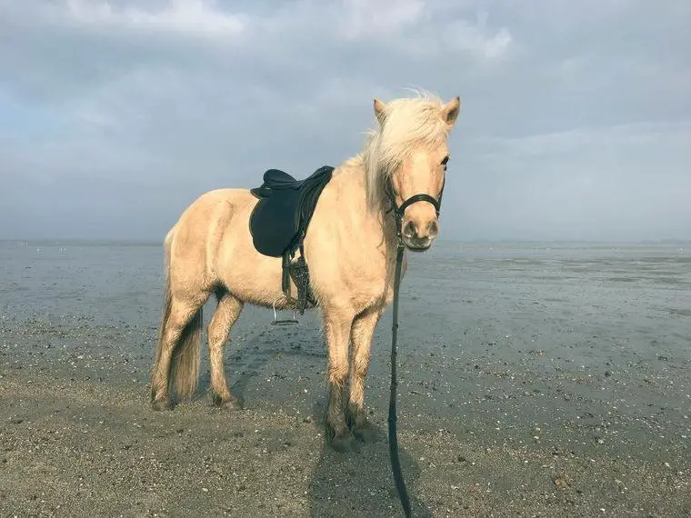 Menschenbezogene Islandpferdestute in Sonderfarbe