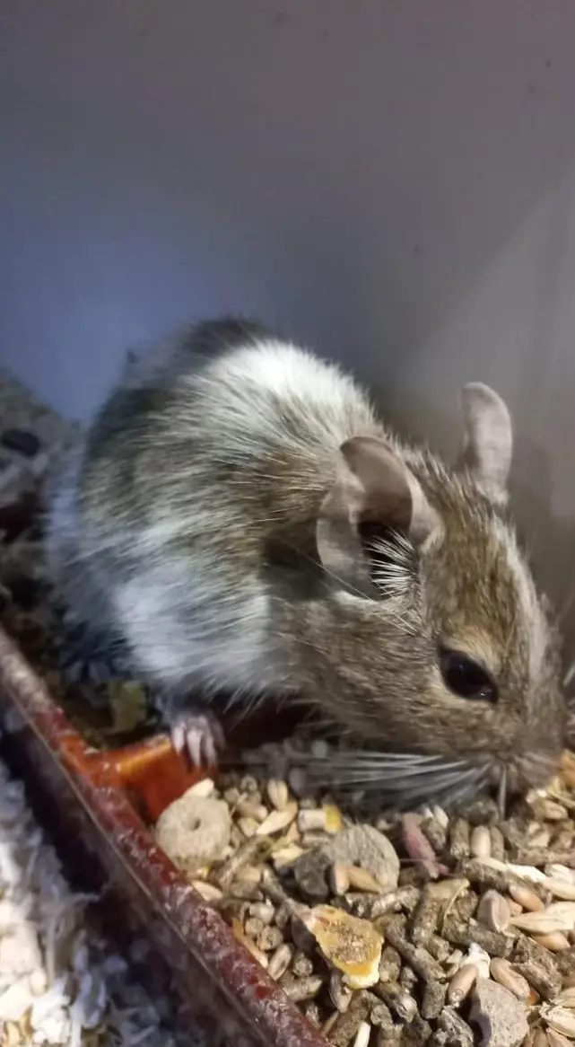2 Degu Weibchen mit Gehege abzugeben