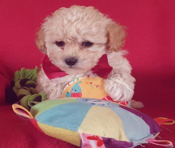 Bologneser / Pudel / Bolopoo / Doodle