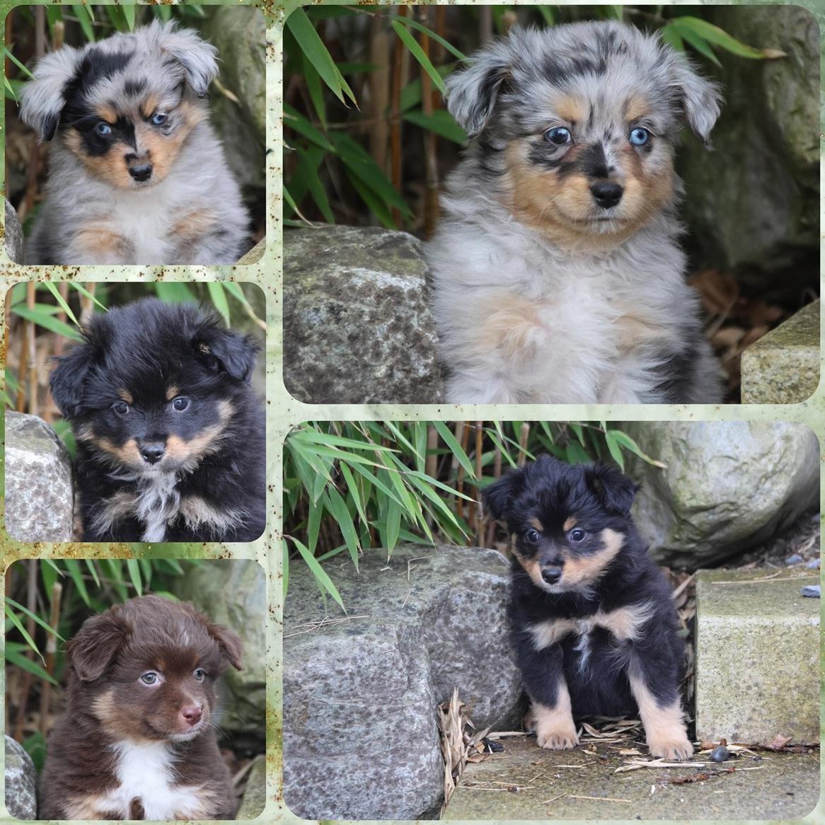 Miniature Australian Shepherd Welpen zu verkaufen