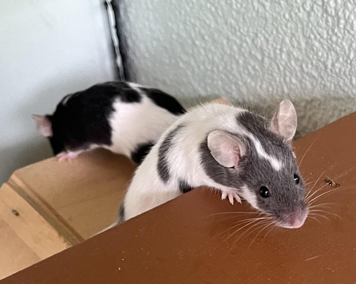 Junge Farbmäuse in verschiedenen Farben