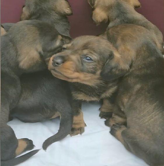 Dackel abzugeben / Rauhaardackel-Welpen