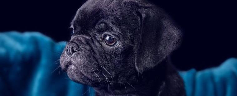 * Mopswelpe nach dem altendeutschen Vorbild * mit viel Nase *