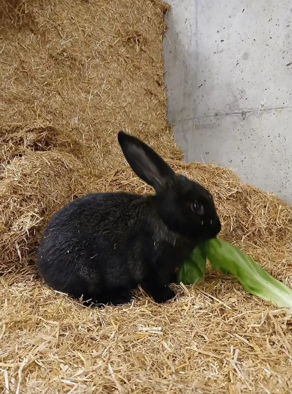 Mischlingskaninchen zu verkaufen