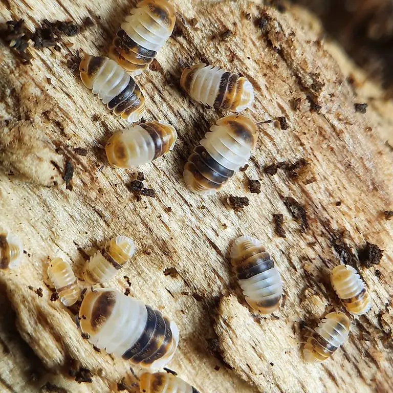 Asseln, Schaben, Tausendfüsser etc