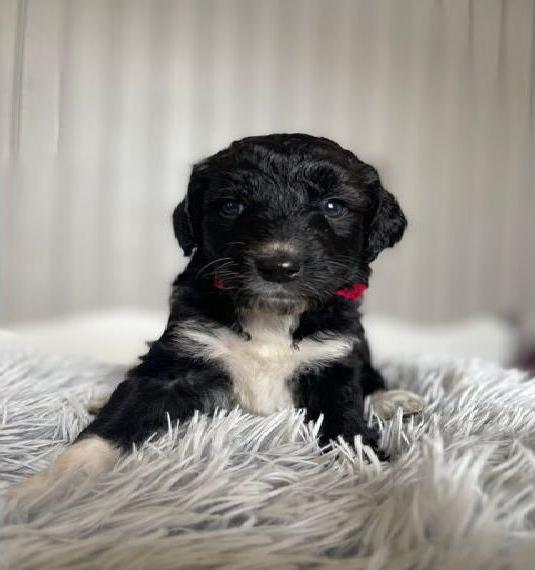 Seltene Borderdoodle/Borderpoo Welpen