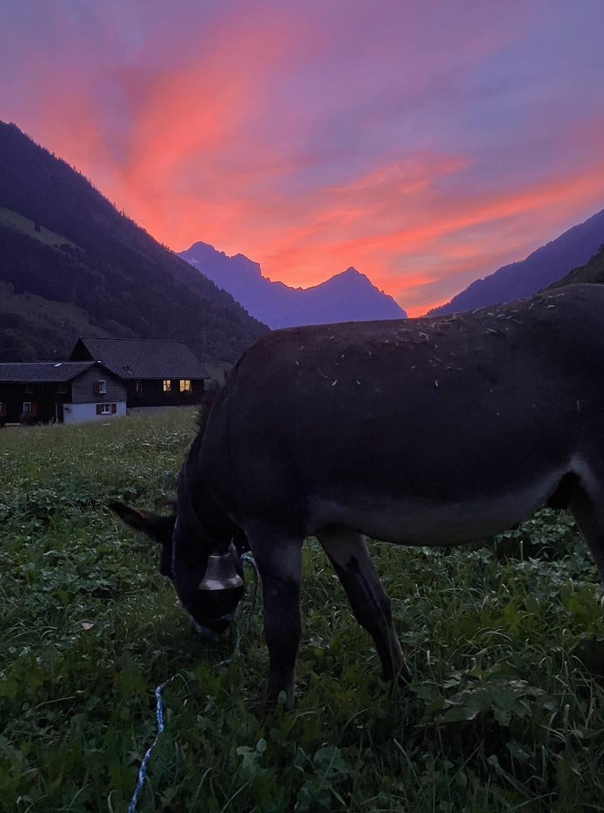 Esel Hengst zum Verkauf