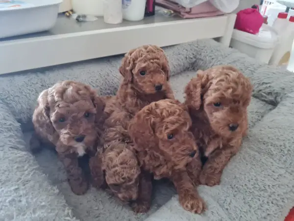 Pudel/Zwergpudel abzugeben