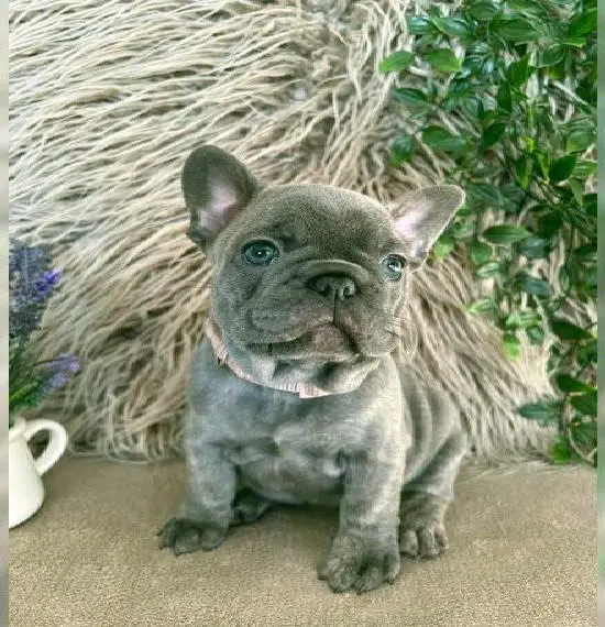 Französische Bulldoggen Welpen zu verkaufen