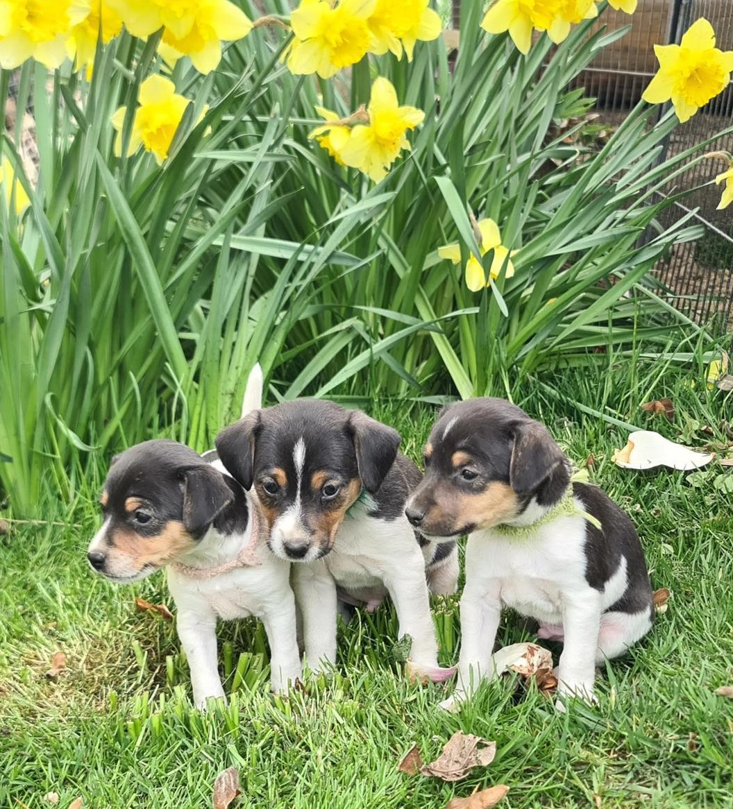 Parson Jack Russell Terrier Welpen