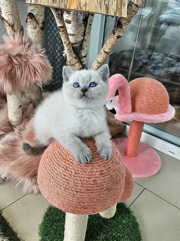 Bkh Kitten Blue-Point reinrassig