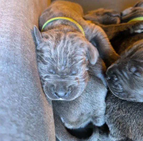 Cane Corso Welpen