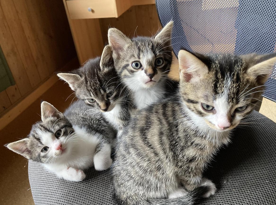 Junge Büsi vom Bauernhof suchen liebevolles Zuhause