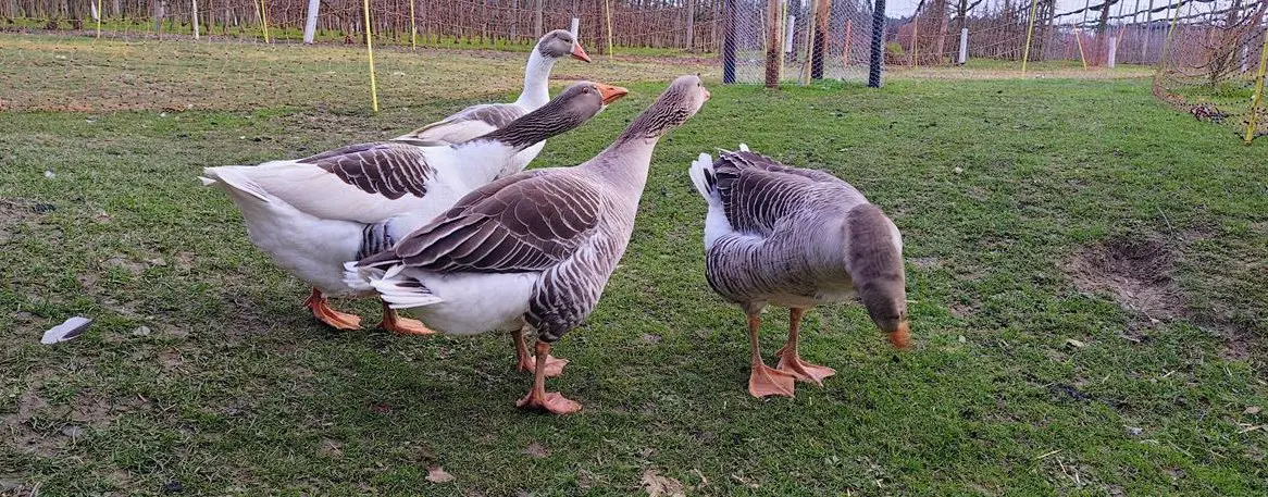 2 Graue Pommerngänse Ganter zu verkaufen