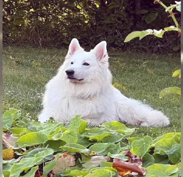 Weisser Schweizer Schäferhund / F-Wurf / / Welpen / Berger blanc swisse / IHV Champions