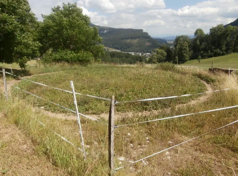 Bauernhaus, Wohnung / mit Stall & Weide zu vermieten