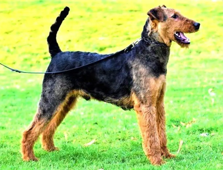 Airedale Terrier