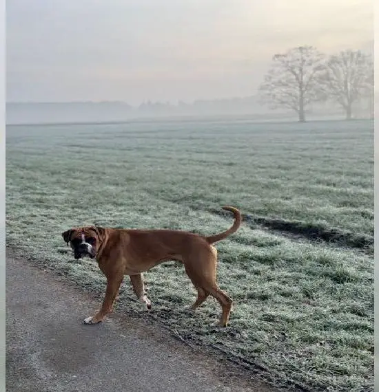 Junger Boxerrüde sucht Traumzuhause