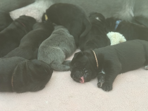 Cane Corso Welpen Reinrassig