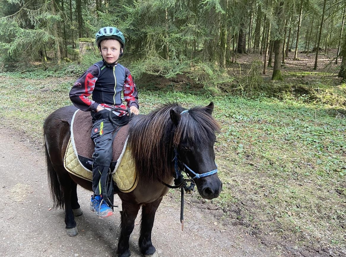 Shetty Pony Wallach sucht neues Zuhause