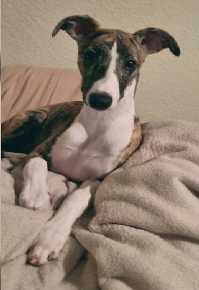 Anhänglicher Whippetrüde, 8 Monate sucht Traumzuhause