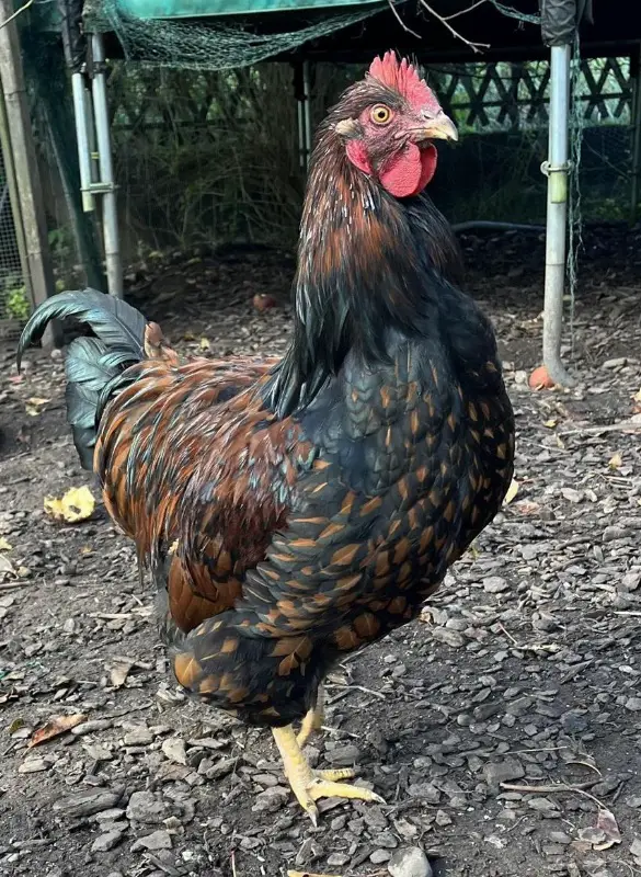 GRATIS: schöner Barnevelder Hahn abzugeben