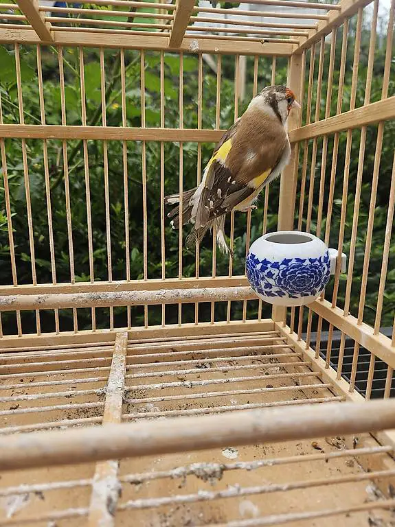 Stieglitz Mutation braun