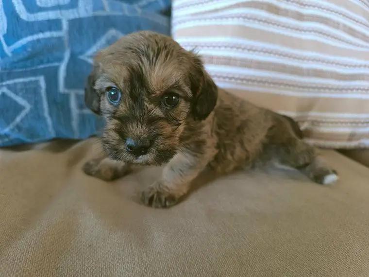 Süsse Dackelchen Dackelpoo