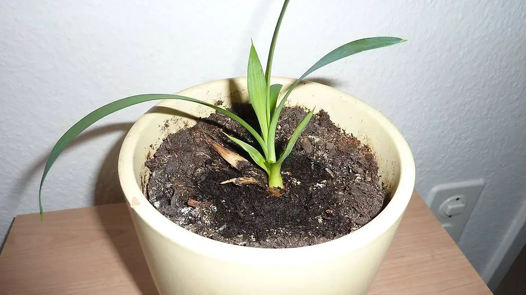 yucca palme