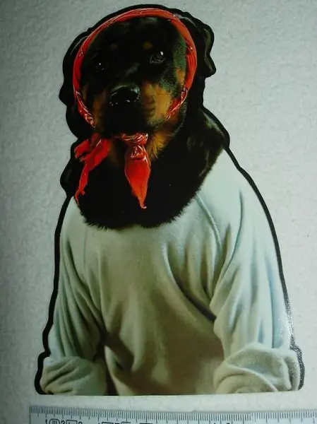  Ansichtskarte Hund mit Kopftuch