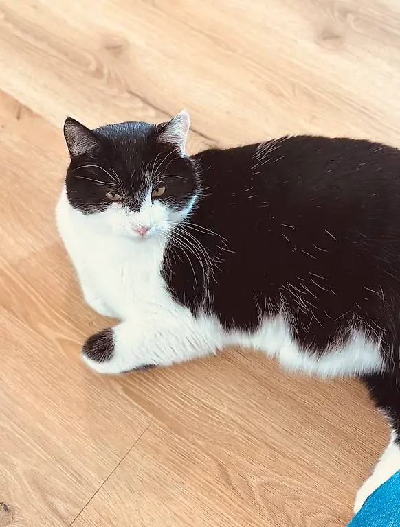 Liebevolles Zuhause für Silvan