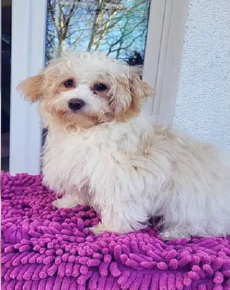 Havaneser pudel Mix havapoo mädchen