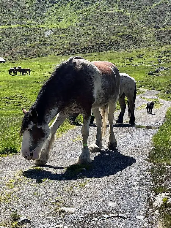 Reitbeteiligung gesucht im Freiamt