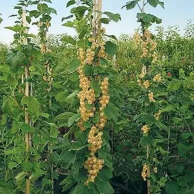 Weisse Säulenjohannisbeere
