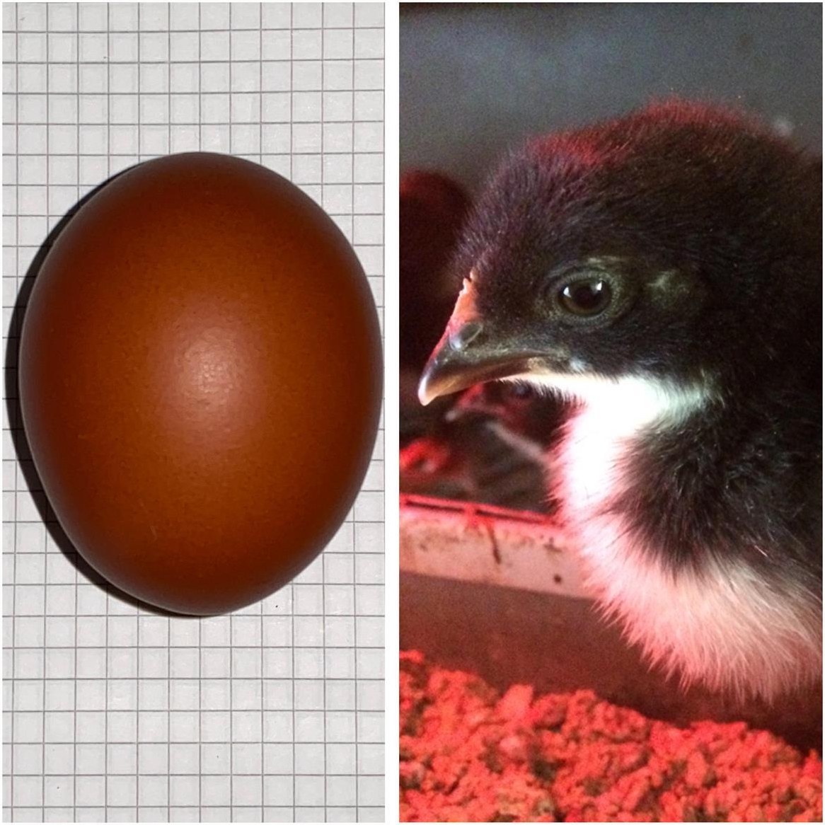 Befruchtete Bruteier verschiedener Hühnerrassen zu verkaufen