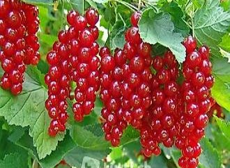 Johannesbeeren rot - Trübeli