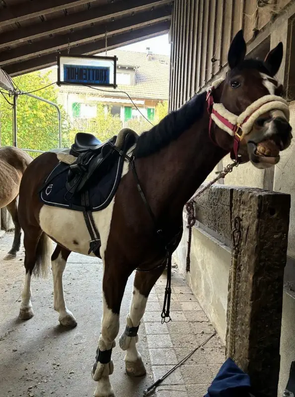 Stall gesucht für 2 Ponys im Raum Winterthur/Thurgau
