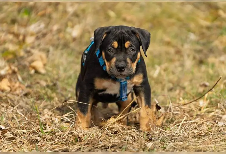 Xl American Bully Welpe