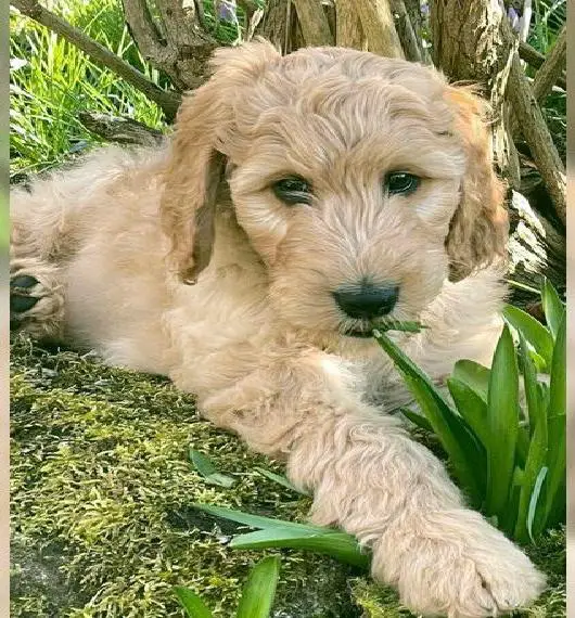 Doodle Welpen - Intelligente Irish-Doodle