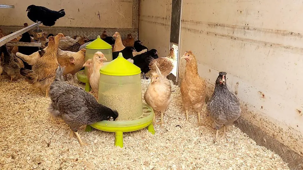 Junghenne hybrid grünleger