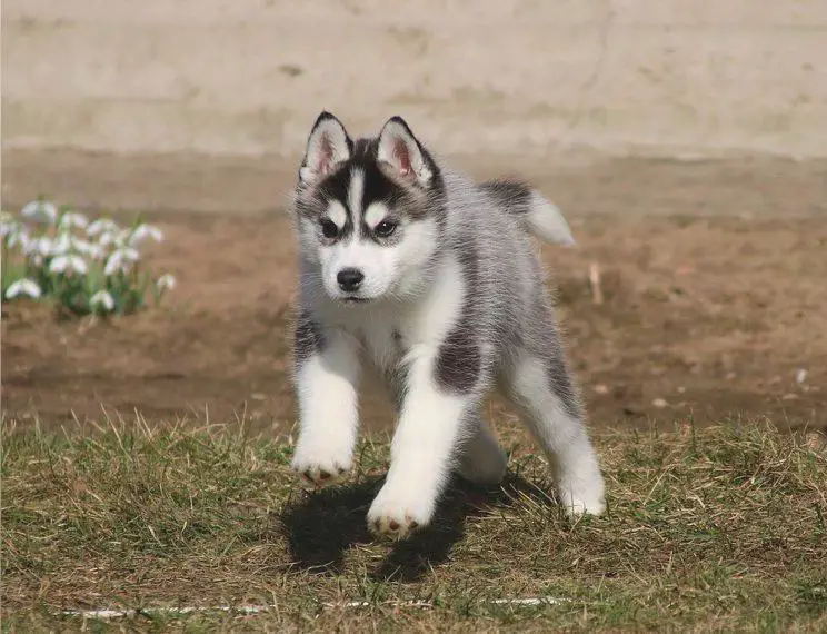 Siberian husky, boy FCI